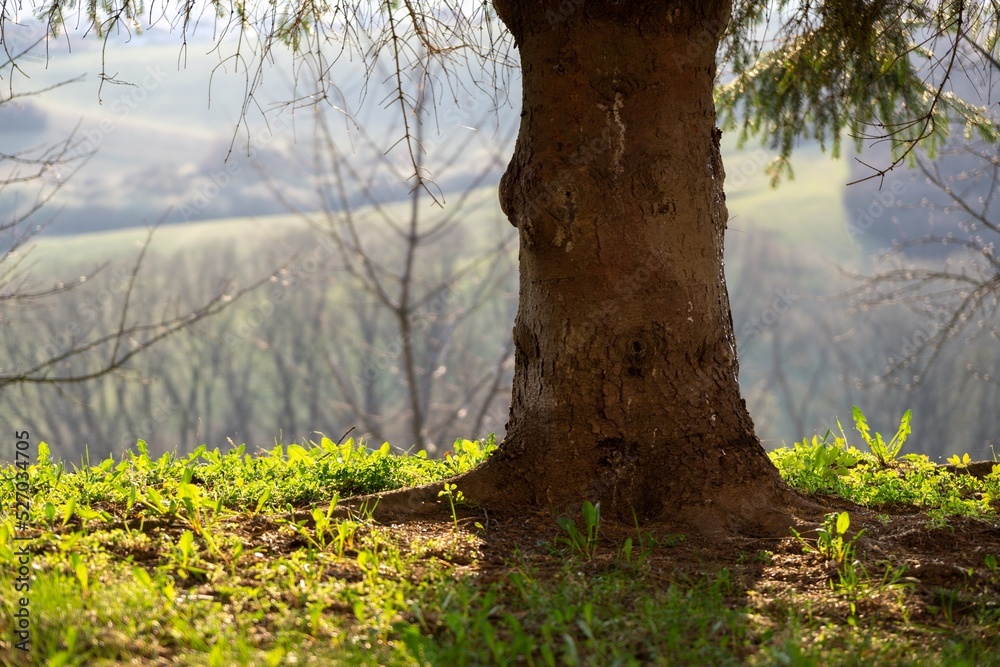 Fototapeta premium Abandoned walnut or cherry tree on meadow in nature. Slovakia