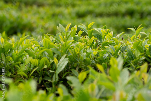  Tea harvest. Green tea on the plantation. Tea plantation. Tea leaves.