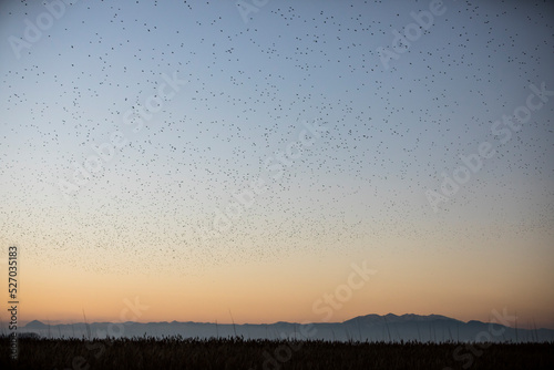 Starlings murmuration in Aiguamolls De L Emporda Nature Park  Spain