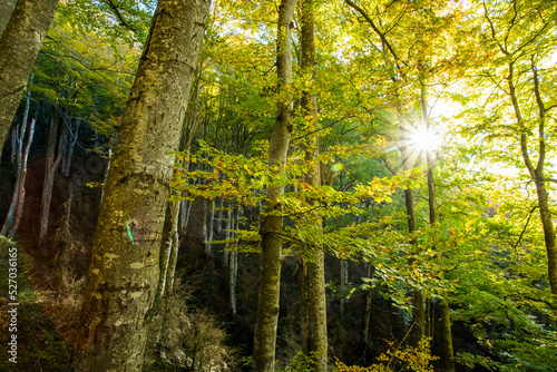 Autumn in La Fageda D En Jorda Forest, La Garrotxa, Spain