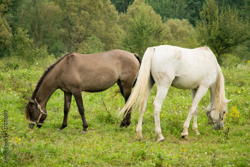 arabian brown horses in the field © Tamas