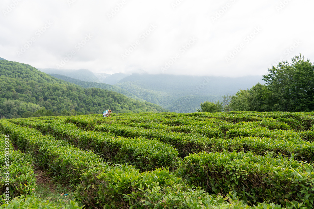 A woman harvests alpine tea. Tea plantation. Tea harvest high in the mountains. Tea plantation in the mountains.
