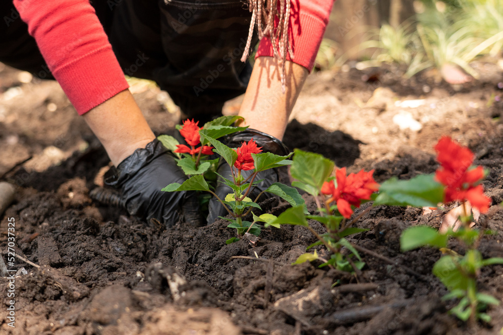 Fototapeta premium Planting flowers. The girl is planting flowers. Planting flowers in the park. The gardener plants beautiful flowers on the lawn.