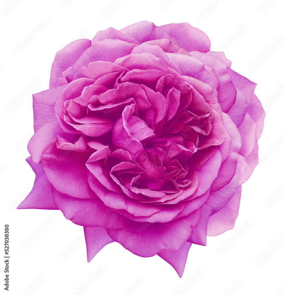 Purple rose flower isolated on white background with clipping path. Closeup. For design. Nature. Purple rose flower isolated on white background with clipping path. Closeup. For design. Nature.
