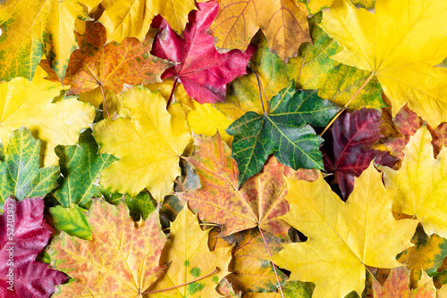Autumn background of bright colorful maple leaves. Flat lay. Top view