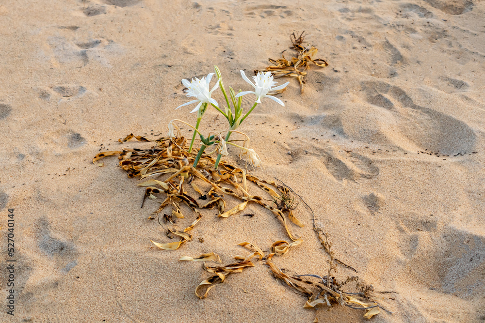 Obraz premium Pancratium maritimum, wild plant blooming, white flower, sandy beach background.