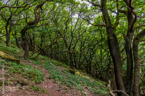 A view of the wooded slopes leading down from Bamford Edge, UK in summertime