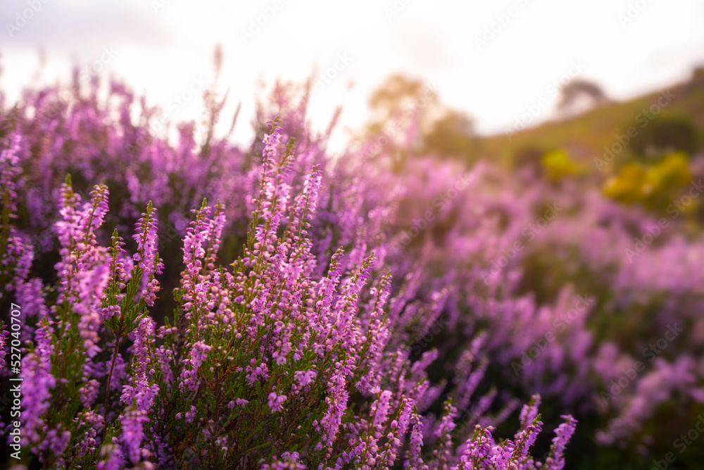 Purple pink heather in bloom Ginkel Heath Ede in the Denmark - obrazy, fototapety, plakaty 