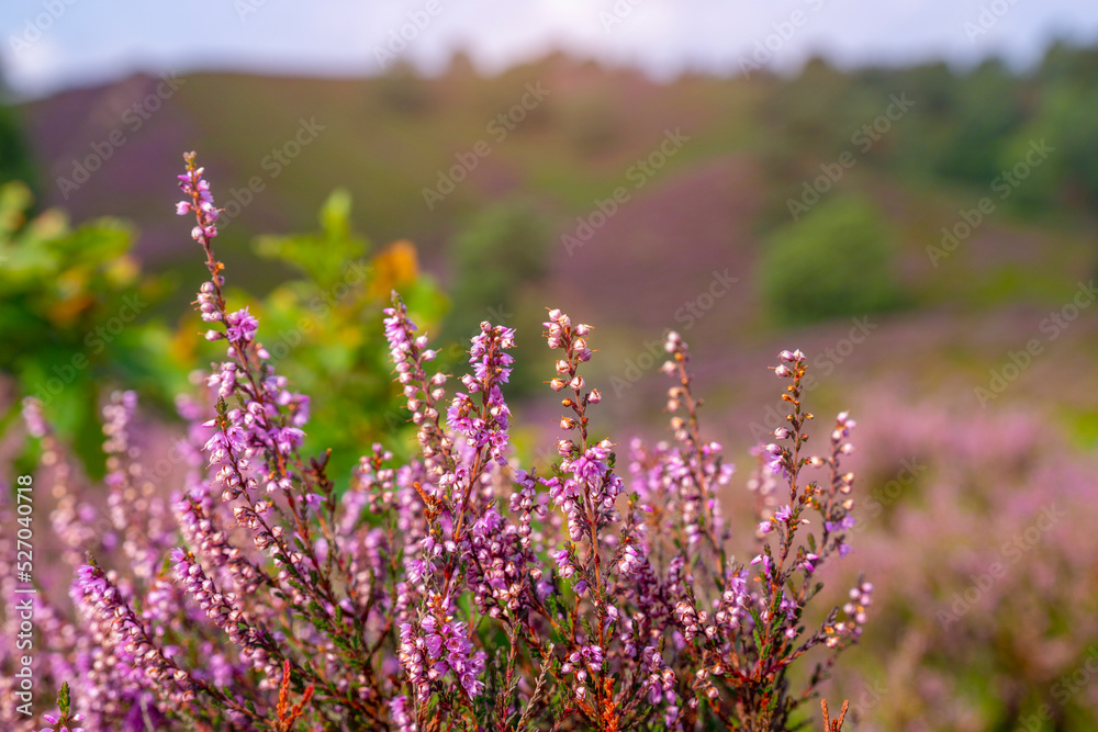 Obraz premium Purple pink heather in bloom Ginkel Heath Ede in the Denmark