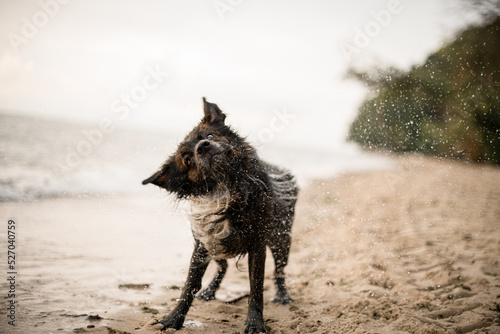 cute fur wet dog shaking off water at sandy beach © fesenko