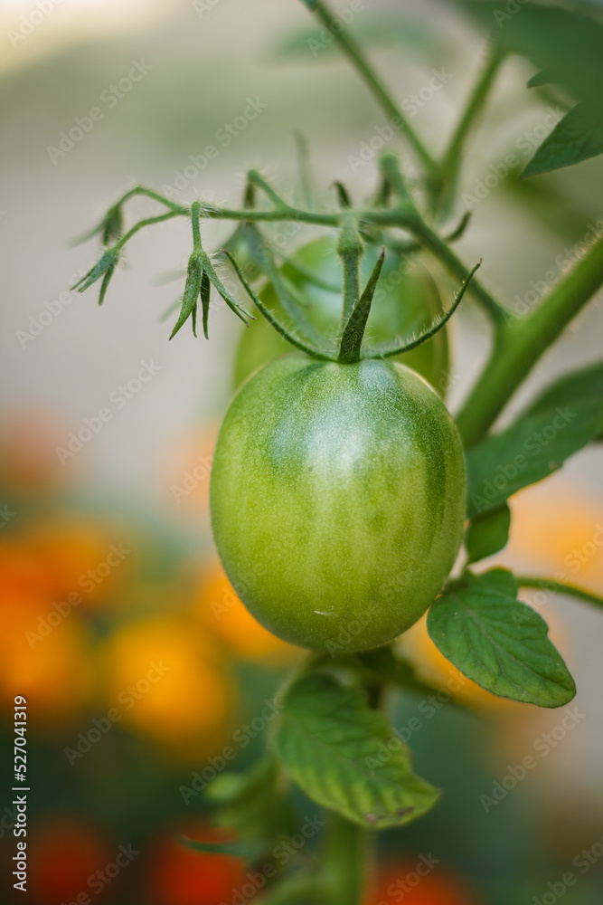 Unripe green tomato hang on the branches among the plants in the garden. Growing tomatoes. Close-up.