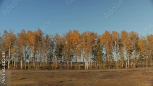 Wallpaper Mural View through side car auto window in motion on road along autumn forest in fall. Trees background. Tourism and travel, journey trip concept. Beautiful nature and landscape. Torontodigital.ca