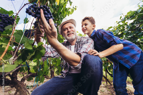 Man and his son working in the vienyard and picking ripe grapes from grapevines photo