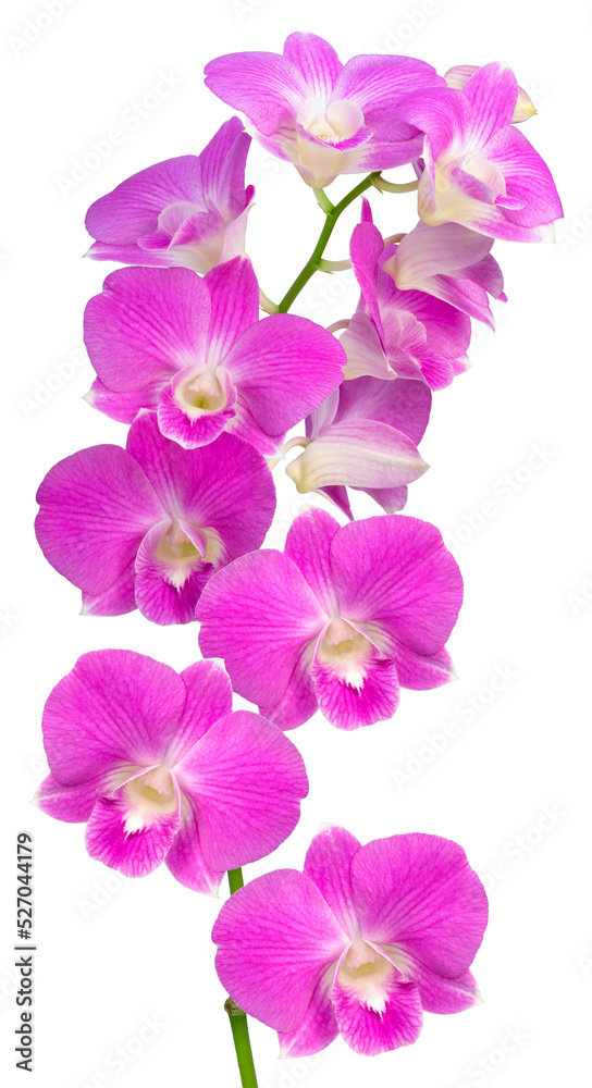 Bunch of  Pink orchid isolated on white background, Blooming orchids on white With clipping path.