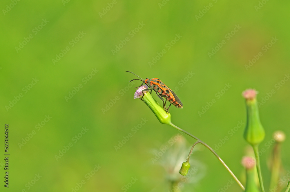 Pyrrhocoridae on a small flower Pyrrhocoridae on a small flower