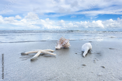 Fototapeta Naklejka Na Ścianę i Meble -  Seashells On Sandy Beach On Hilton Head Island