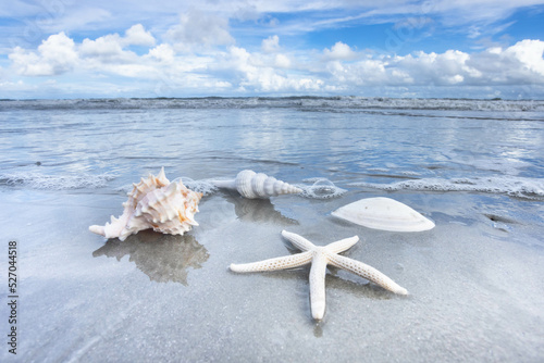 Seashells In Water On Atlantic Ocean Beach On Hilton Head Island
