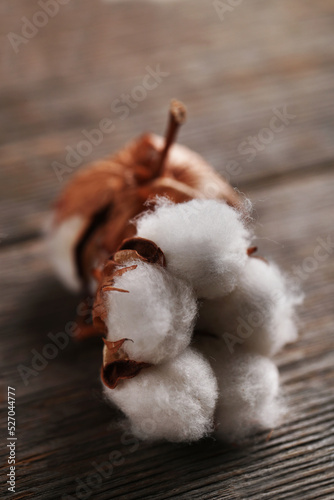 Cotton flower © racool_studio