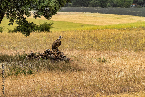 Griffon Vulture, Gyps fulvus, Buitre Leonado at Covarrubias, Castilla Leon, Spain.