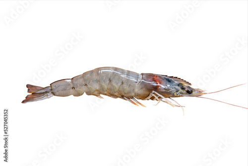 Fresh shrimp isolated on white background, clipping path.