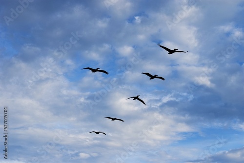 Pelicans In Flight © Jessica