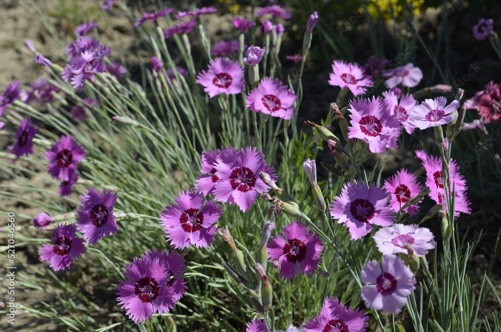 Obraz premium Dianthus deltoides