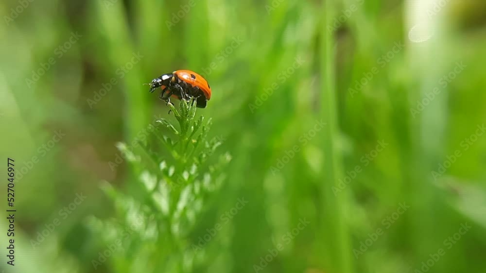 A ladybug on a green twig is trying to take off. Macro photography. Slow motion video. A ladybug on a green twig is trying to take off. Macro photography. Slow motion video.