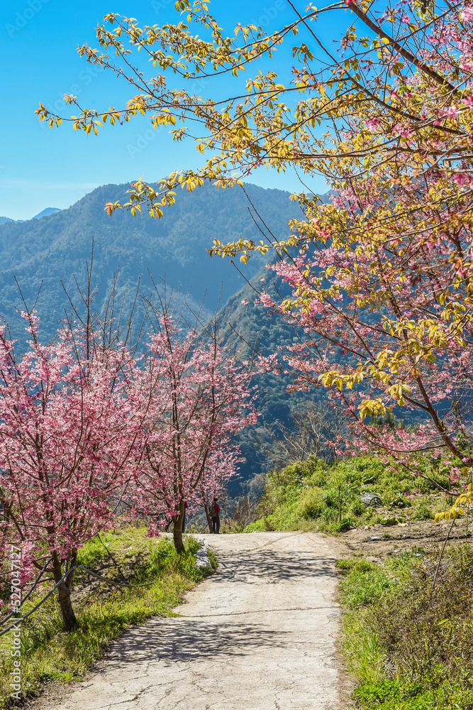 Beautiful Sakura Blooming On The Trail To The Divine Tree Zone (Giant Tree Forest) Of Smangus Tribe (Qalang Smangus, The Tribe of God), Jianshi, Hsinchu, Taiwan Beautiful Sakura Blooming On The Trail To The Divine Tree Zone (Giant Tree Forest) Of Smangus Tribe (Qalang Smangus, The Tribe of God), Jianshi, Hsinchu, Taiwan