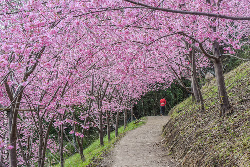 Beautiful Sakura Blooming On The Trail To The Divine Tree Zone (Giant Tree Forest) Of Smangus Tribe (Qalang Smangus, The Tribe of God), Jianshi, Hsinchu, Taiwan