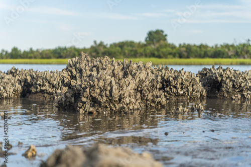 Oyster bed