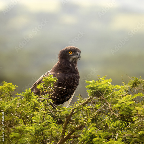 Martial eagle, polemaetus bellicosus, perched in the thorny branches of an acacia tree in Queen Elizabeth National Park, Uganda. photo