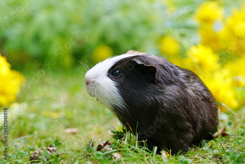 Guinea pig in grass and yellow flowers in summer outside