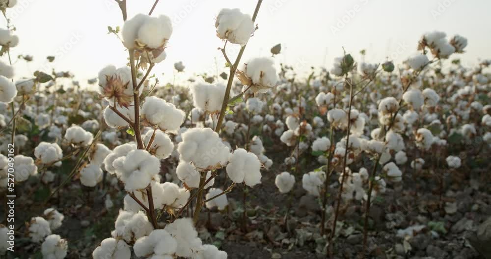 Cotton field, a bush of high-quality cotton, ready for harvesting, against the background of sunset. Farmer's field. Cotton field, a bush of high-quality cotton, ready for harvesting, against the background of sunset. Farmer's field.