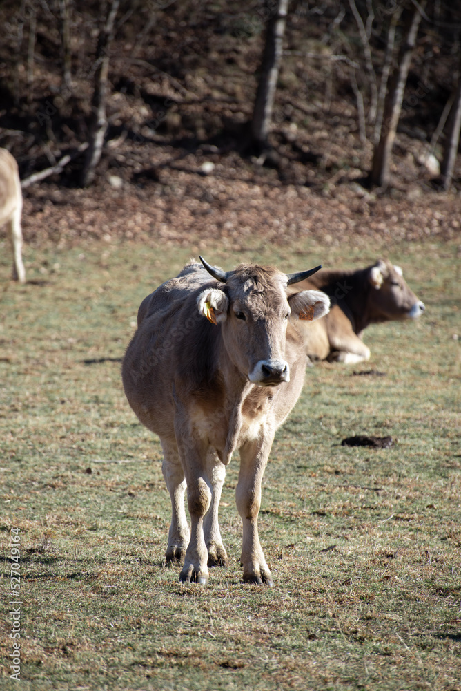 Vaca Bruna en el campo Vaca Bruna en el campo
