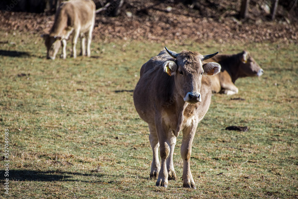 cows in the field