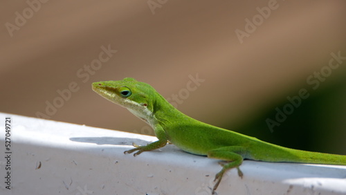 Green anole (Anolis carolinensis) lizard on a fence in Panama City, Florida, USA