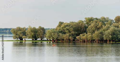 Saule cendré, Salix cinerea, lac du Parc naturel régional de la forét d'Orient, 10, Aube