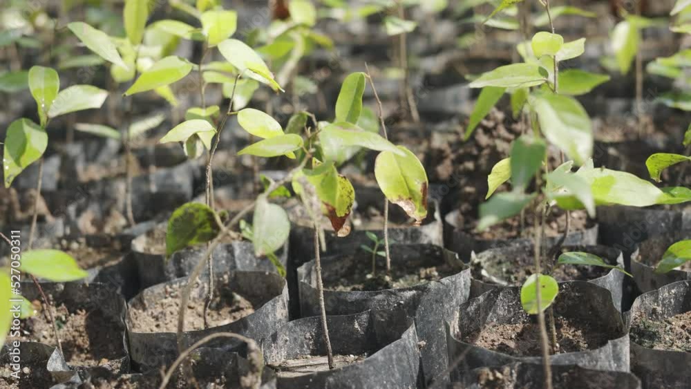 Close up 4K and slow motion of young and small trees with green leafs which are cultivated for plantation to preserve the forest and environment shows concept of agriculture and gardening. Close up 4K and slow motion of young and small trees with green leafs which are cultivated for plantation to preserve the forest and environment shows concept of agriculture and gardening.
