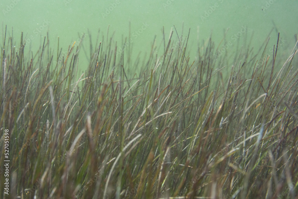 Seagrass Forest Seagrass Forest