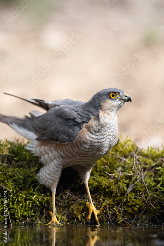 Sparrowhawk