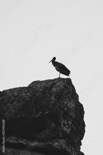 Black stork on rock