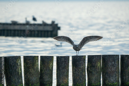 zbliżenie na ptaka - mewę nad polskim morzem