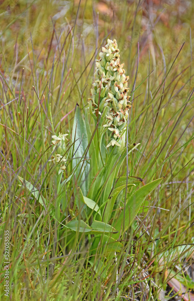 Nördliche Grüne Orchidee (Platanthera hyperborea)