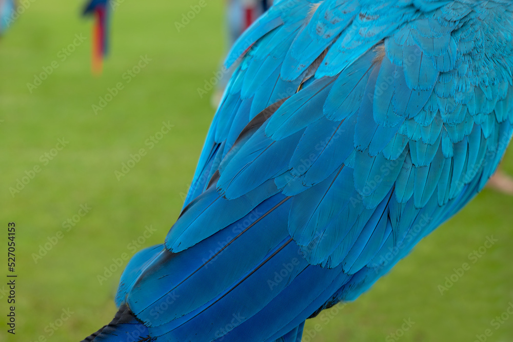 Obraz premium Macaw/makaw parrot