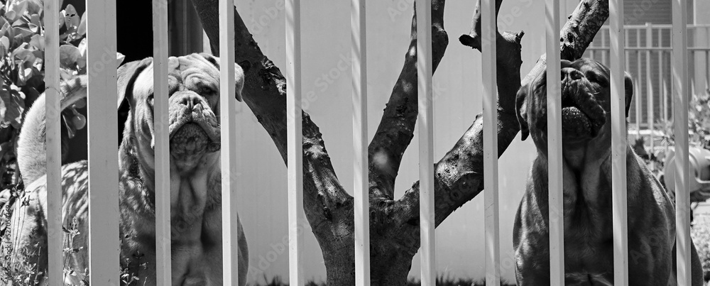 Cane Corso are behind the fence. Domestic dogs for the protection of the site. Black and white monochrome Photo