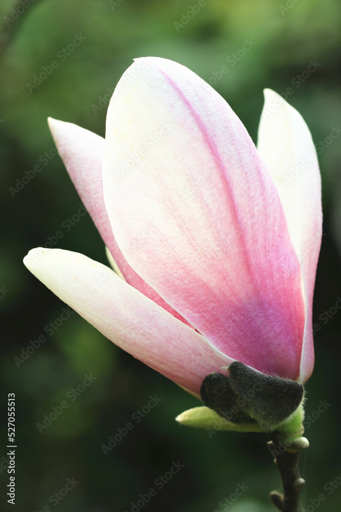 close-up of Lotus-flowered Magnolia(Southern Magnolia,Loblolly Magnolia,Bull Bay,Large-flowered Magnolia) flowers,amazing view of pink
with white flowers blooming in the plantation in spring
