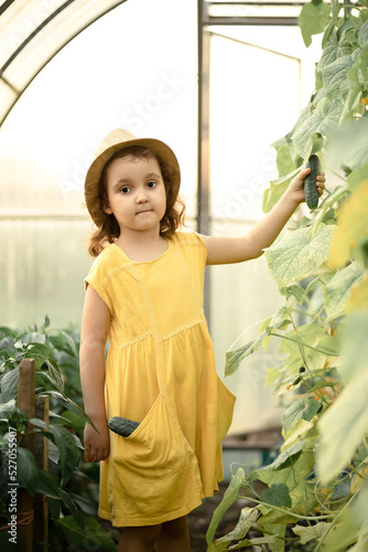 Little cute girl kid picking harvesting ripe cucumbers in vegetable garden, greenhouse