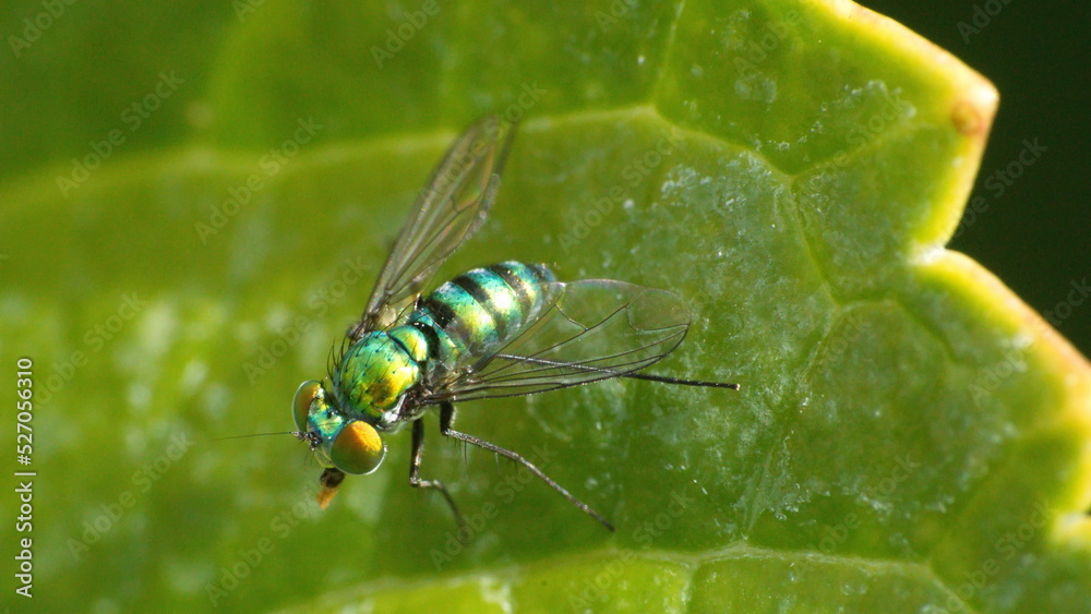 Naklejka premium Long-legged fly on a leaf in Panama City, Florida, USA