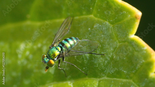 Long-legged fly on a leaf in Panama City, Florida, USA photo