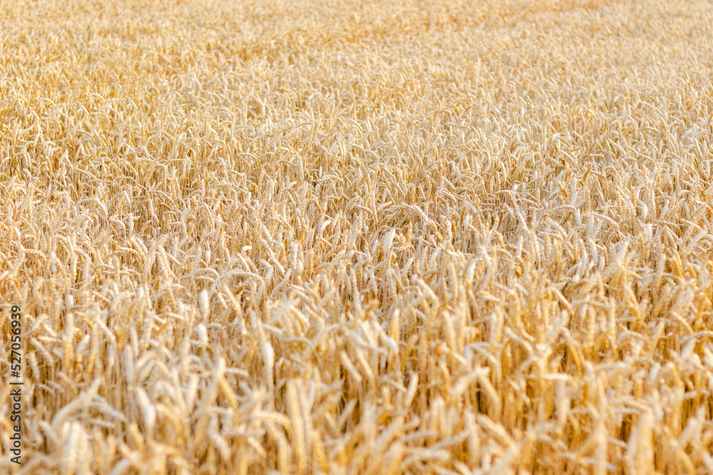 Agriculture wheat field background, the harvest of wheat.